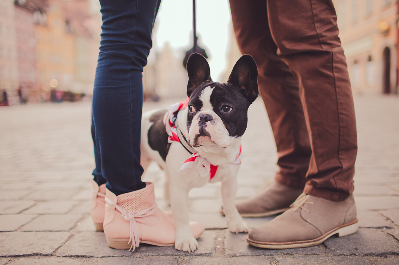 Black and white French bulldog puppy with owners at Midwood Roswell apartments located in Roswell, GA